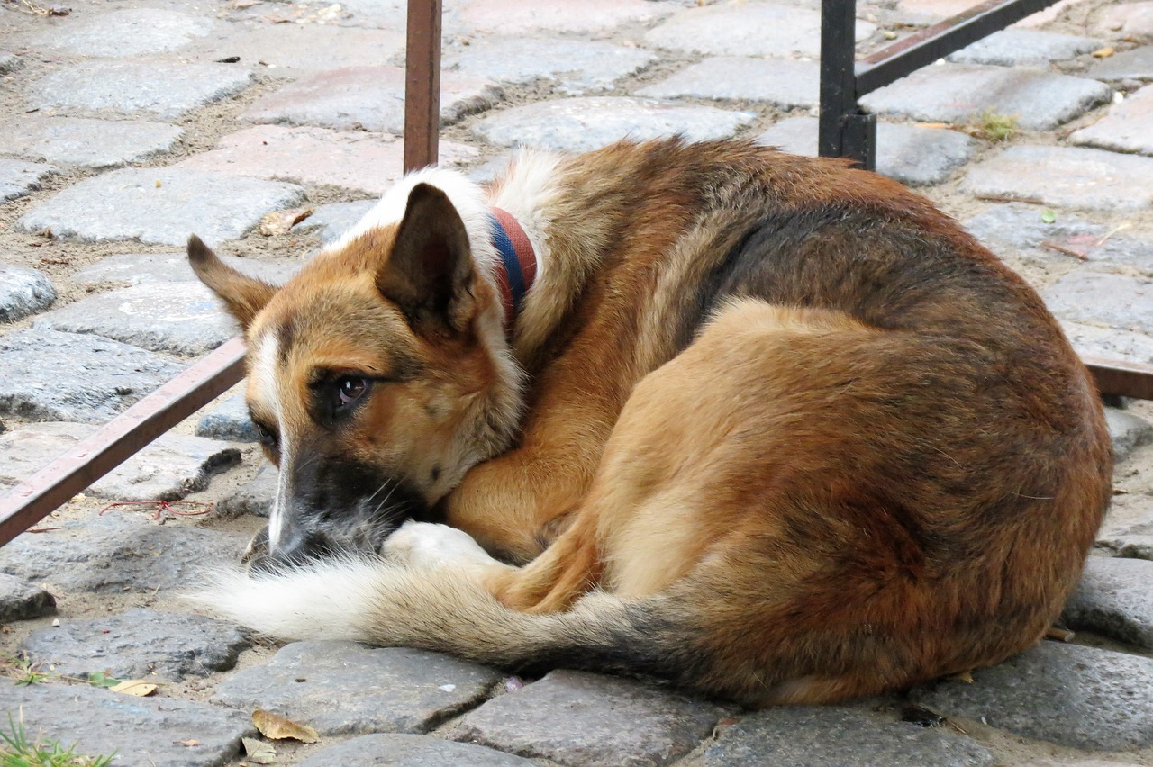 Senzatetto nutre i cani randagi