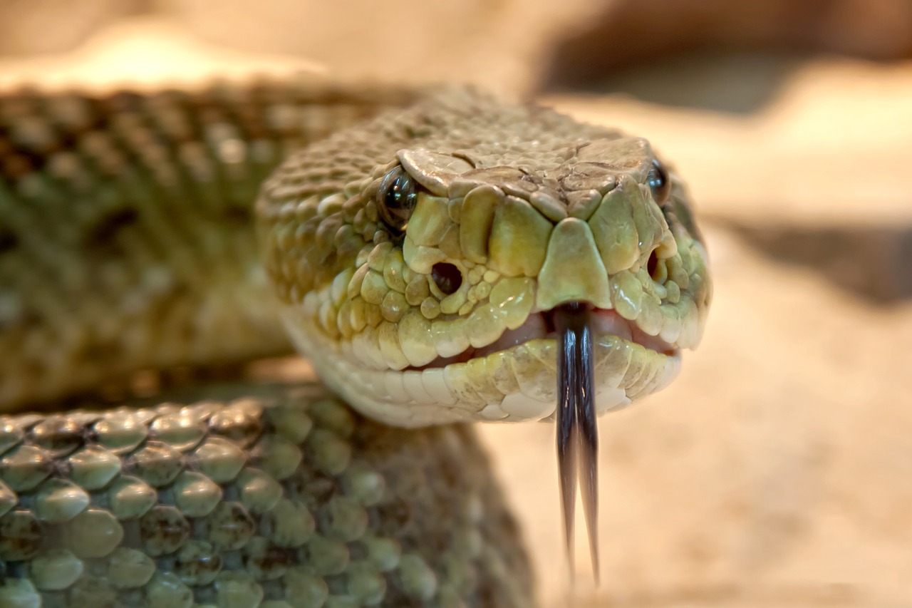 Un cucciolo ha quasi perso la vita dopo un incontro sfortunato con un serpente velenoso: il racconto dei proprietari