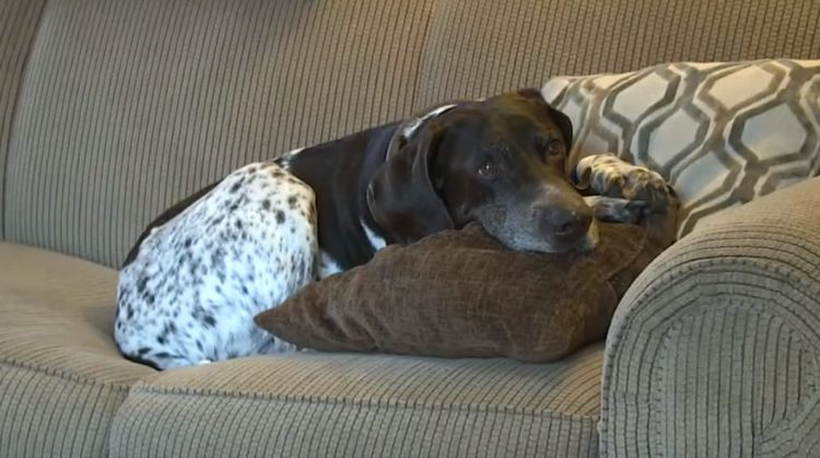 Cane pointer tedesco a pelo corto