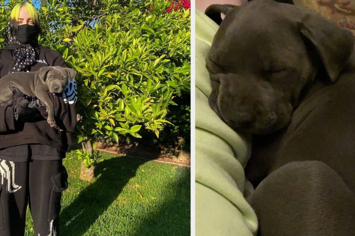 Shark, il cane della nota cantante sottoposto ad un delicato intervento: cos’è successo