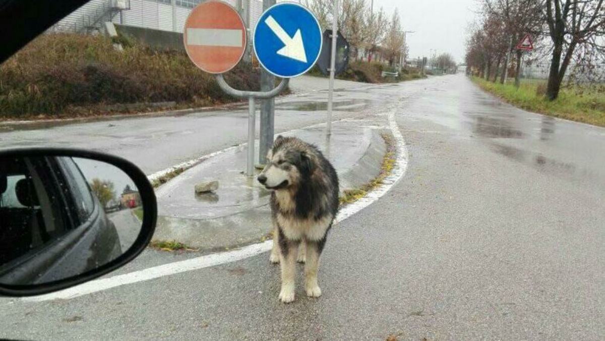 Cane sedato, fugge via e cade nel fiume: l’Asl sotto accusa per quanto accaduto