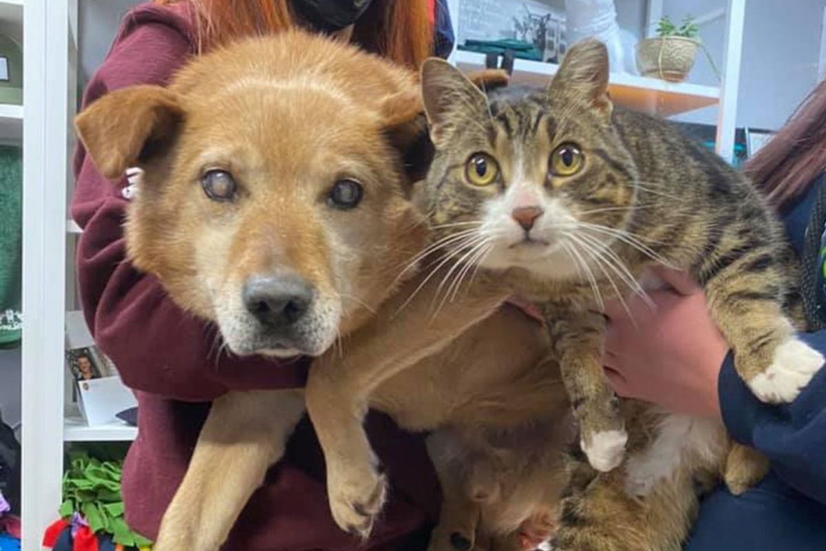 L’amicizia tra Spike, il cane cieco e Max, il gatto che lo aiuta in tutto ciò di cui ha bisogno