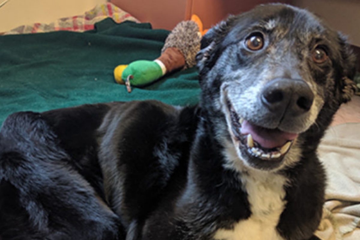 La storia di Joe, il cane abbandonato e trovato in condizioni disperate: cosa ha passato