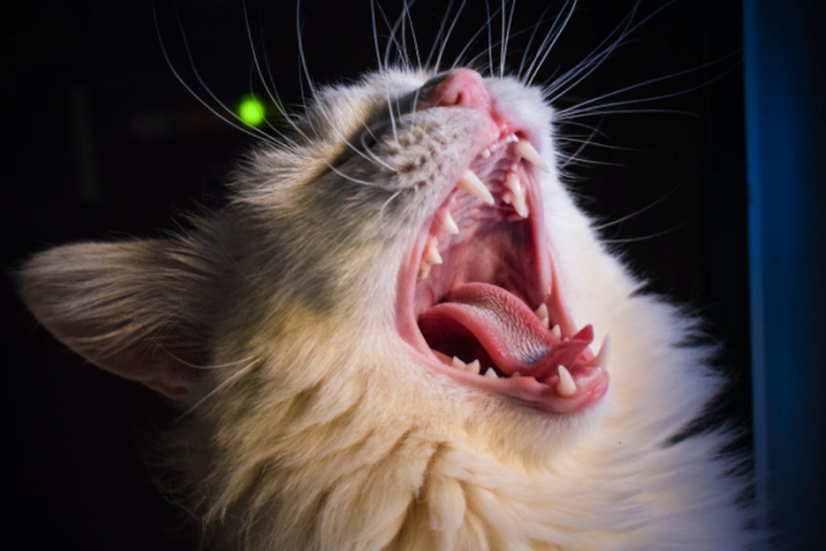La storia di Sully il gatto abbandonato 2 volte: la nuova famiglia ha scoperto il motivo