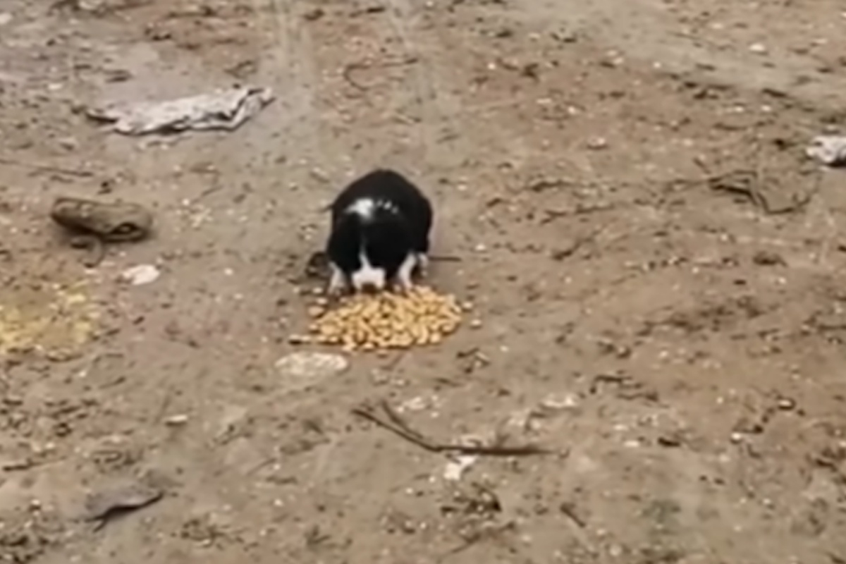 La storia di Sweety, un cucciolo abbandonato a pochi mesi di vita