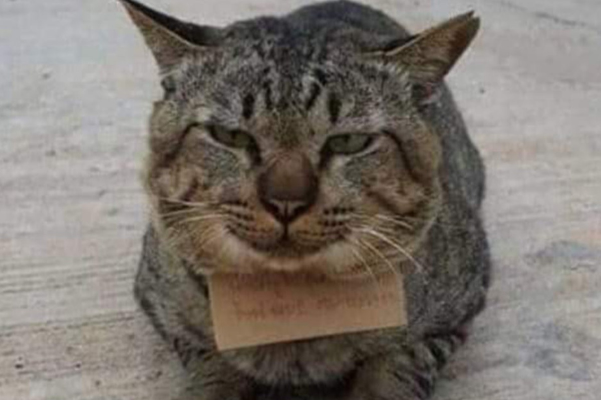 Thailandia la gattina scomparsa per 3 giorni che ha fatto alcuni debiti
