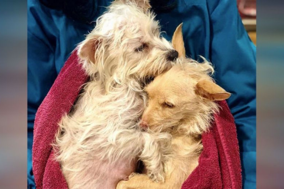 Il legame tra Thelma e Louise, le due cagnoline che si sono unite per proteggere i loro cuccioli