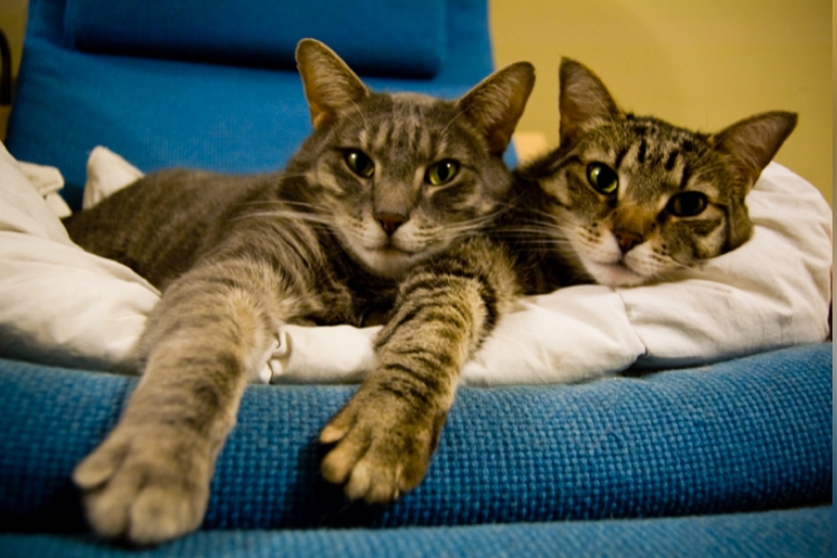 Donna dopo la morte del suo amato gatto: ecco cosa ha deciso di fare