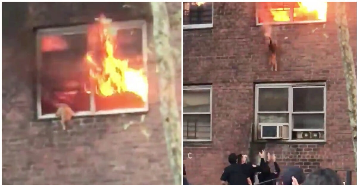 Tutti erano nel panico, la casa era in fiamme, quando all’improvviso hanno visto quella testolina sbucare: “Si è buttato dalla finestra”