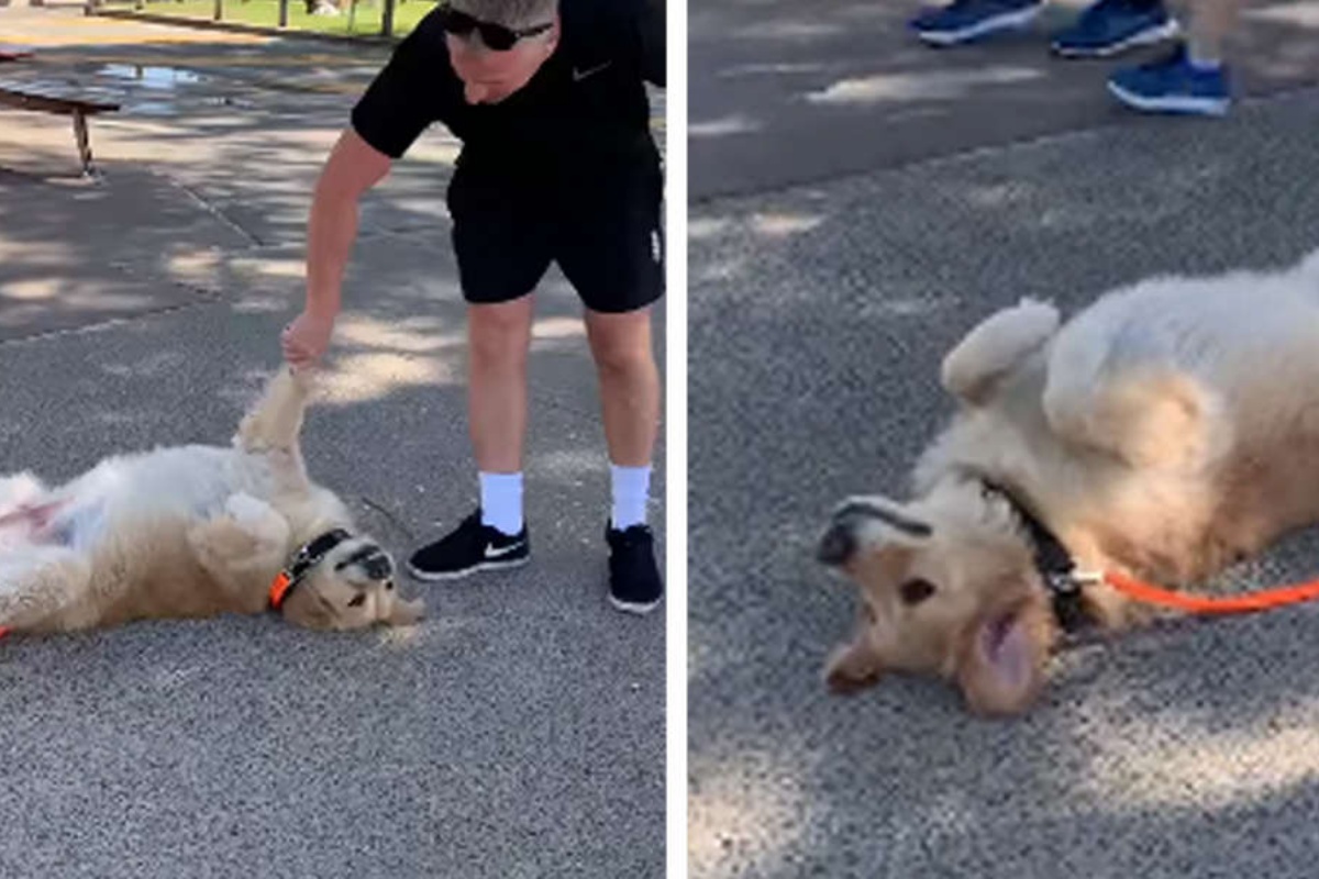 “Il mio cane ogni volta si finge morto: ecco il motivo!”