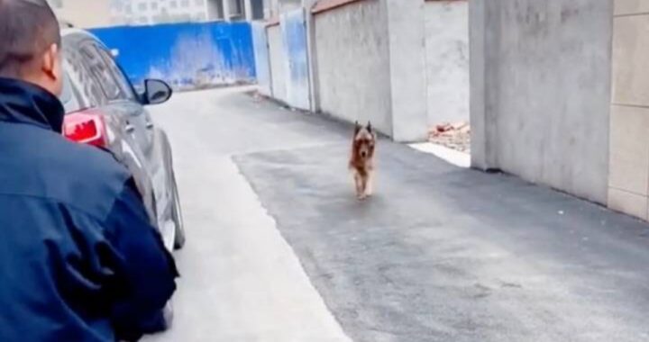 Poliziotto decide di fare una sorpresa al suo ex collega a quattro zampe in pensione. Guardate cosa fa il cane quando lo vede