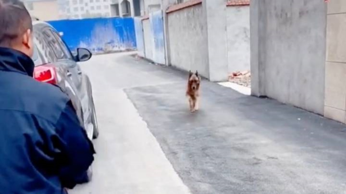Poliziotto decide di fare una sorpresa al suo ex collega a quattro zampe in pensione. Guardate cosa fa il cane quando lo vede