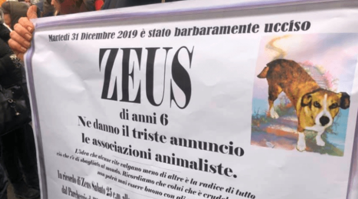 Morte cane Zeus: condannato 30enne