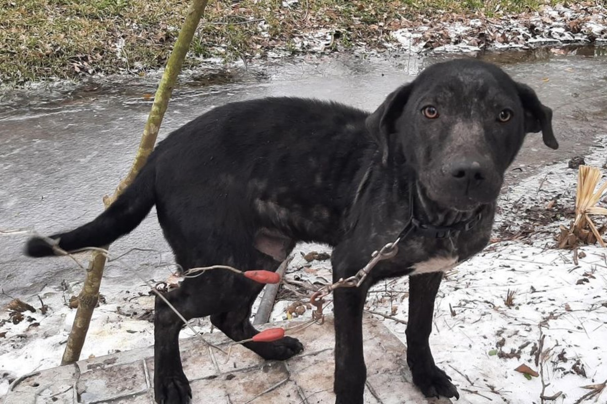 Uomo denunciato per aver lasciato i suoi 8 cani in condizioni molto gravi