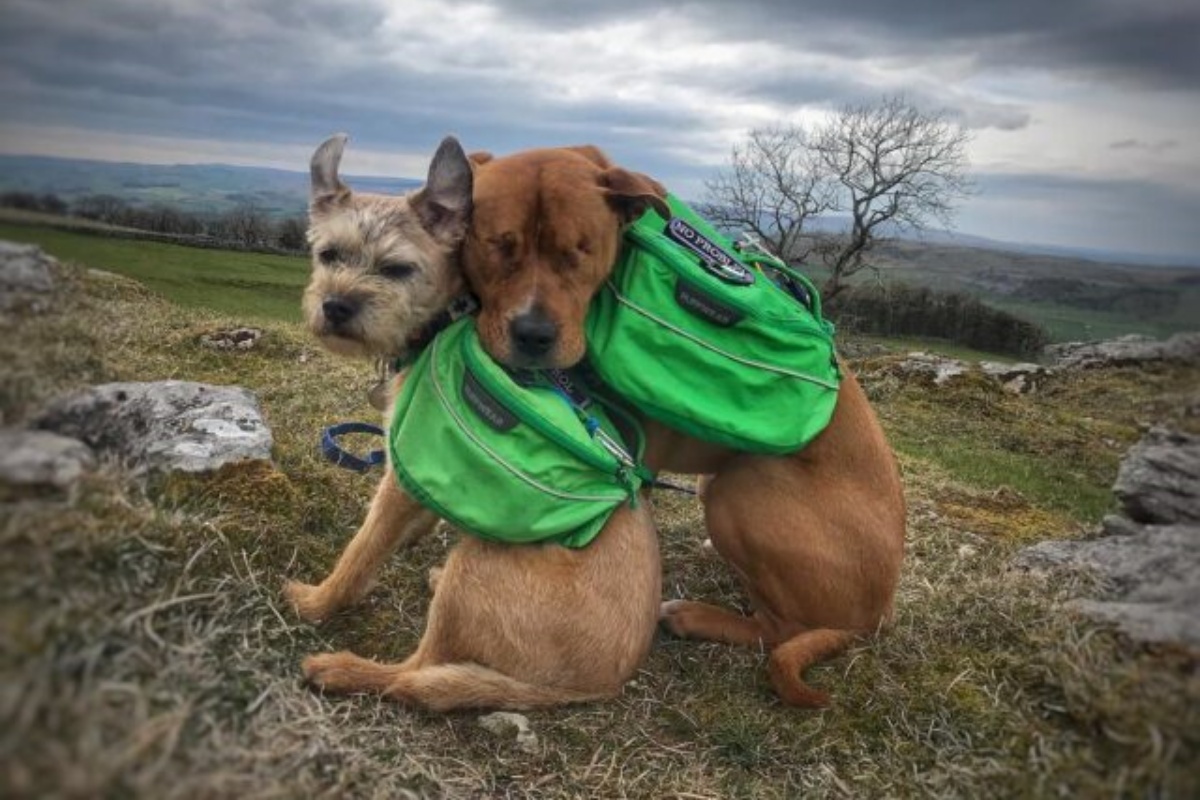 Cane cieco dalla nascita, trova la sua guida in un nuovo amico speciale