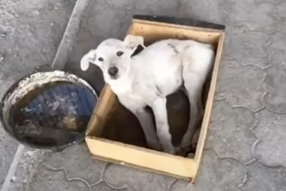 Tutti, quando gli passavano affianco, provvedevano solo a dargli dell’acqua. Ma quel cucciolo, in realtà, aveva bisogno di molto altro