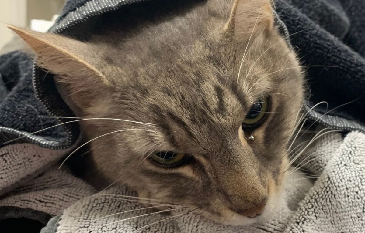 Il gatto Arthur muore per salvare la vita di due bambini