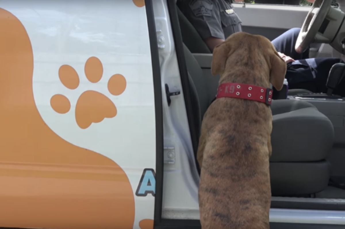 Cane sale sulla macchina della Austin Animal Shelter