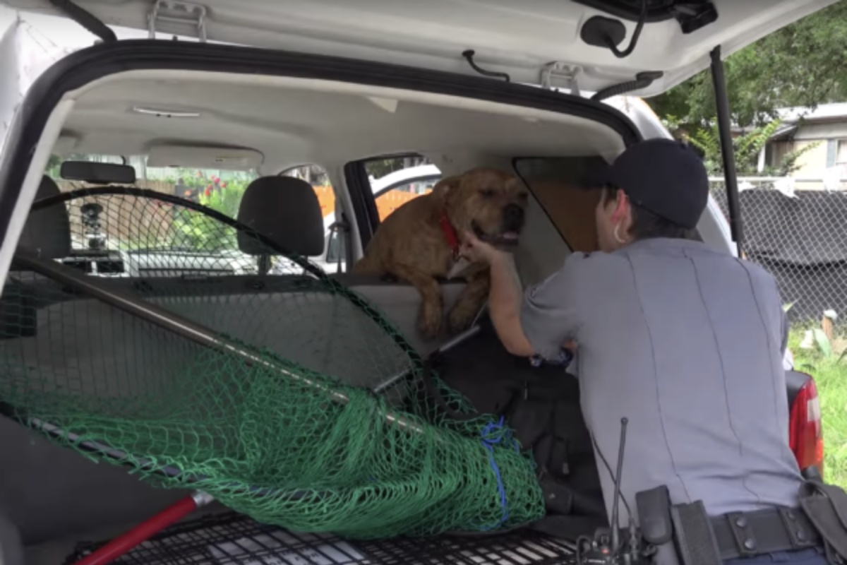 Cane sale sulla macchina della Austin Animal Shelter