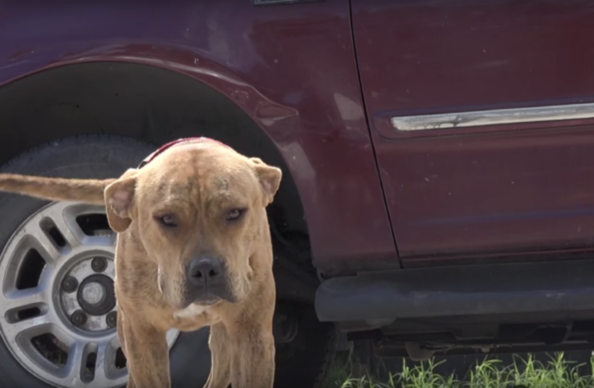 Cane sale sulla macchina della Austin Animal Shelter