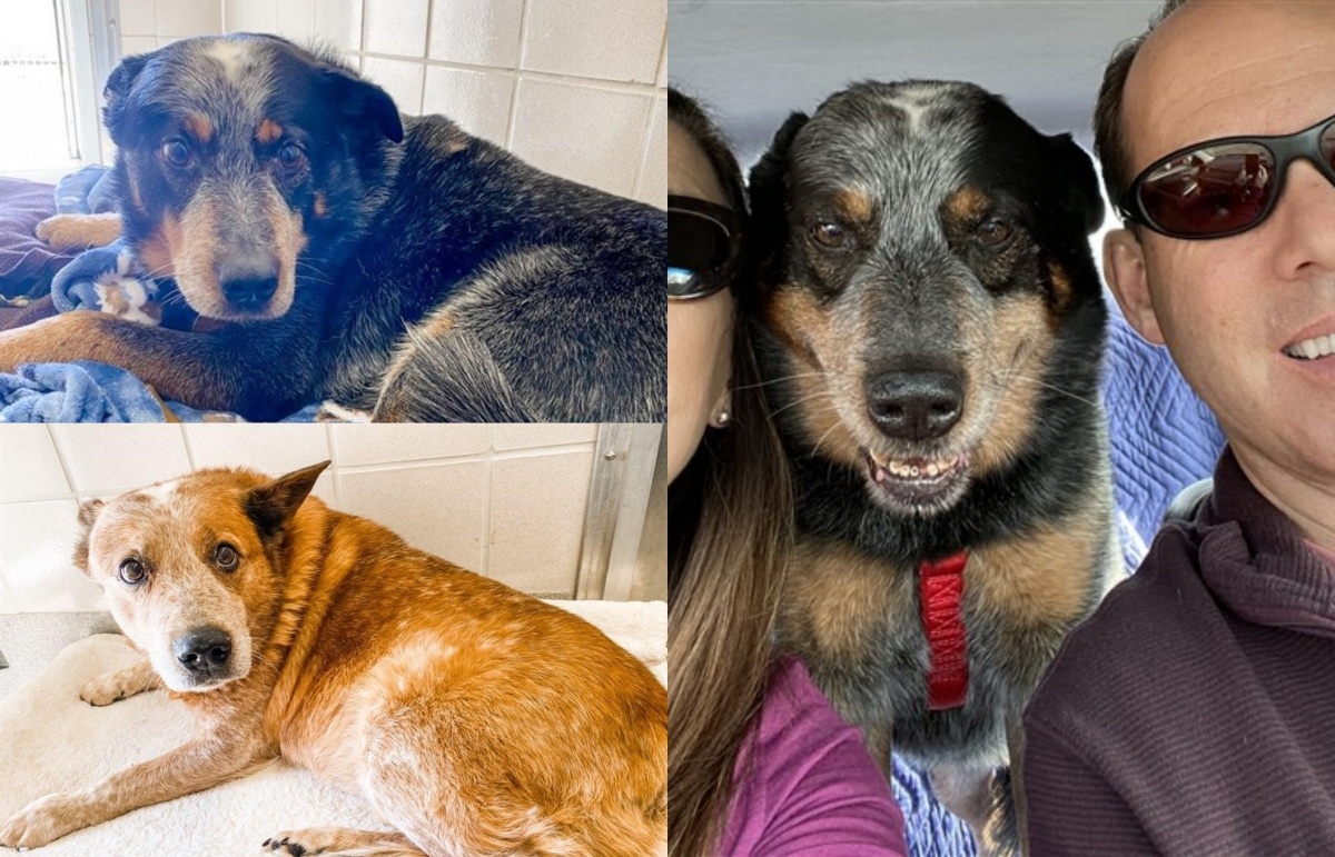 Cerca di scaldare il suo papà umano per proteggerlo dal freddo, mentre l’altro cane scappa via in cerca di aiuto: com’è finita la triste storia