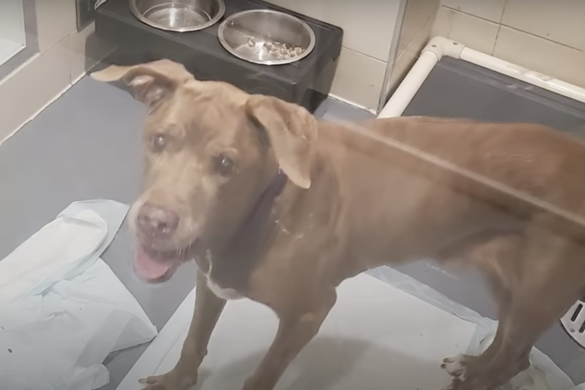 Abbandonata perché ormai troppo vecchia, Betty si è trovata chiusa in un box a domandarsi dove fosse finito tutto ciò che amava