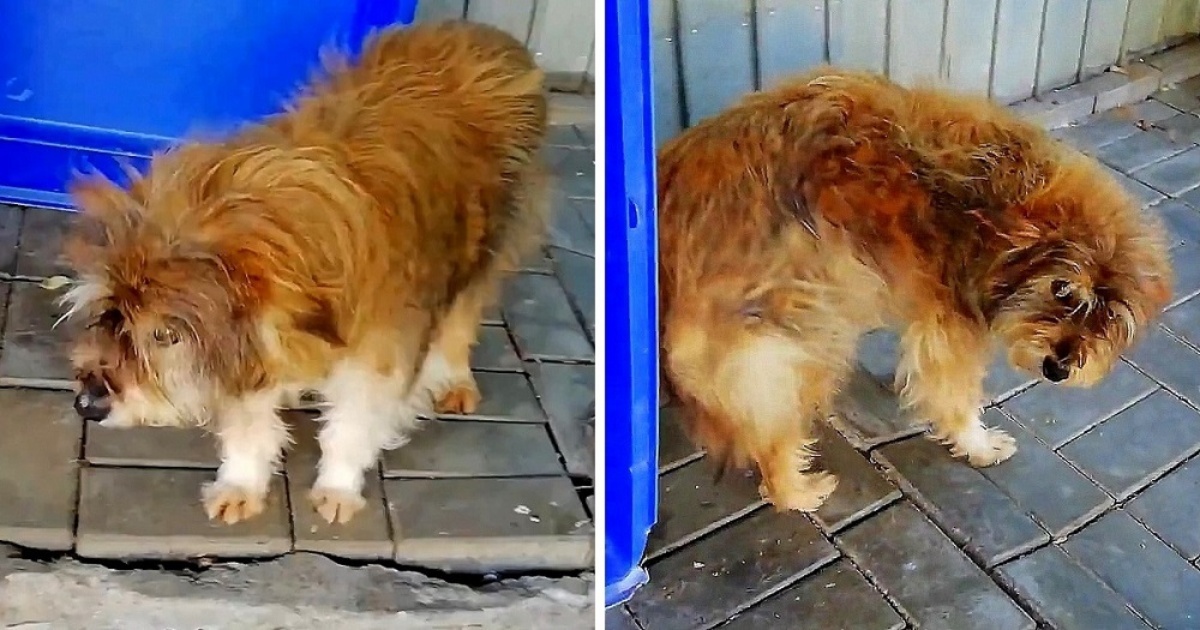 “Quando ho notato il suo pelo, ho deciso subito che dovevo portarlo a casa e…”