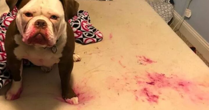 Cane sporco di rosso