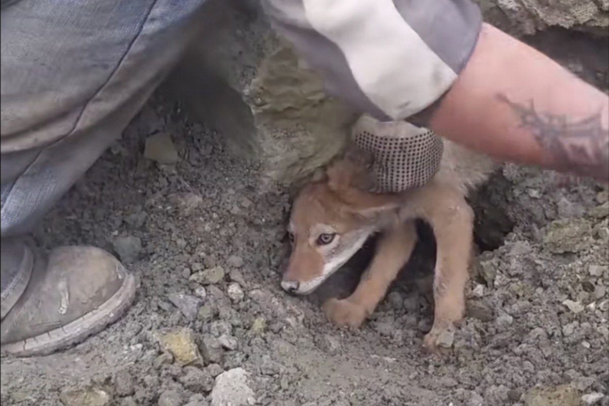 Operai salvano un piccolo coyote incastrato sotto terra