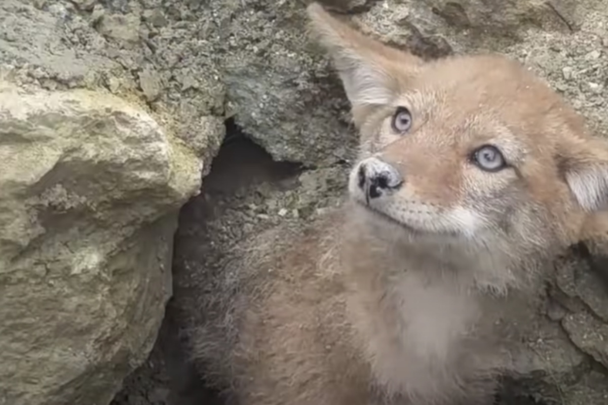 Operai salvano un piccolo coyote incastrato sotto terra