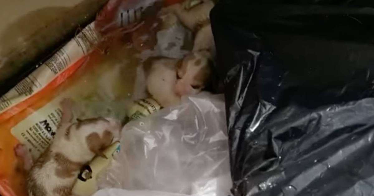Cuccioli appena nati gettati nell’immondizia piangevano disperati per chiedere aiuto (VIDEO)
