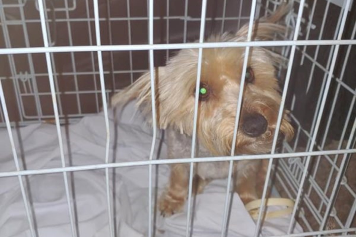 Un professore e due suoi alunni trovano una soluzione geniale per aiutare una cagnolina paralizzata