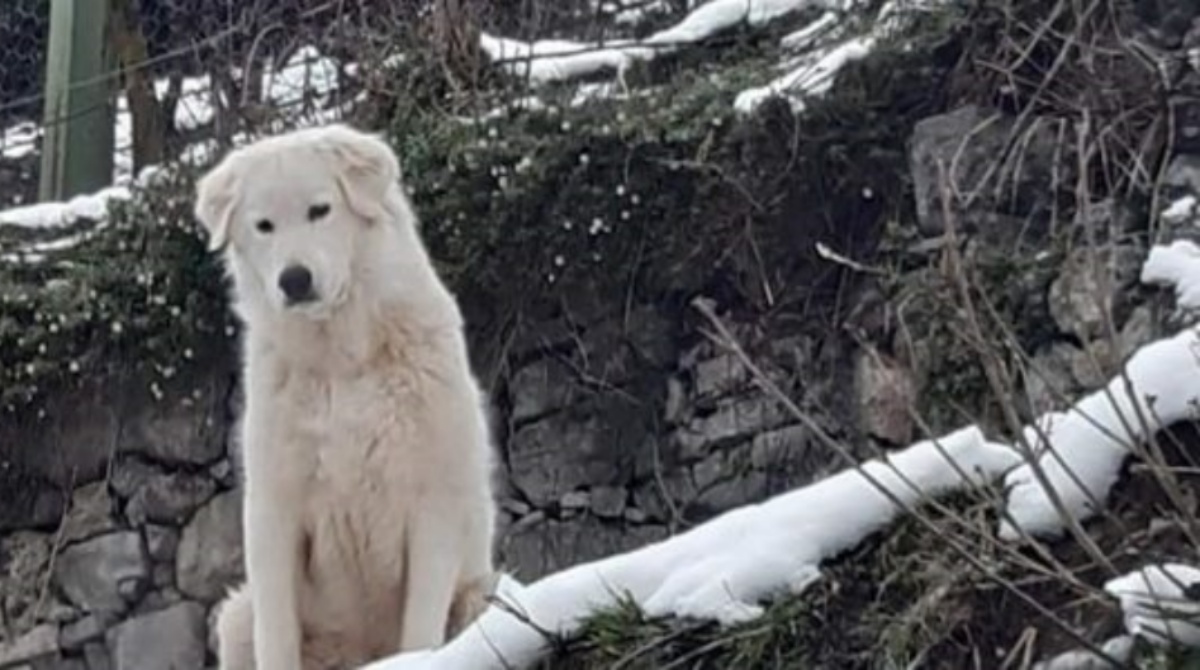 Il giallo della scomparsa di Dakota