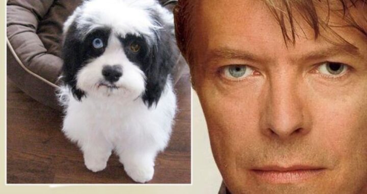 È morto Max, il cane di David Bowie
