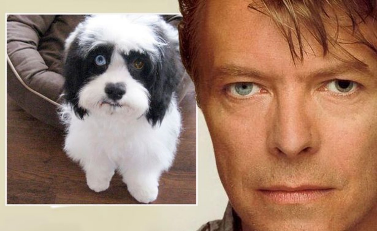 È morto Max, il cane di David Bowie