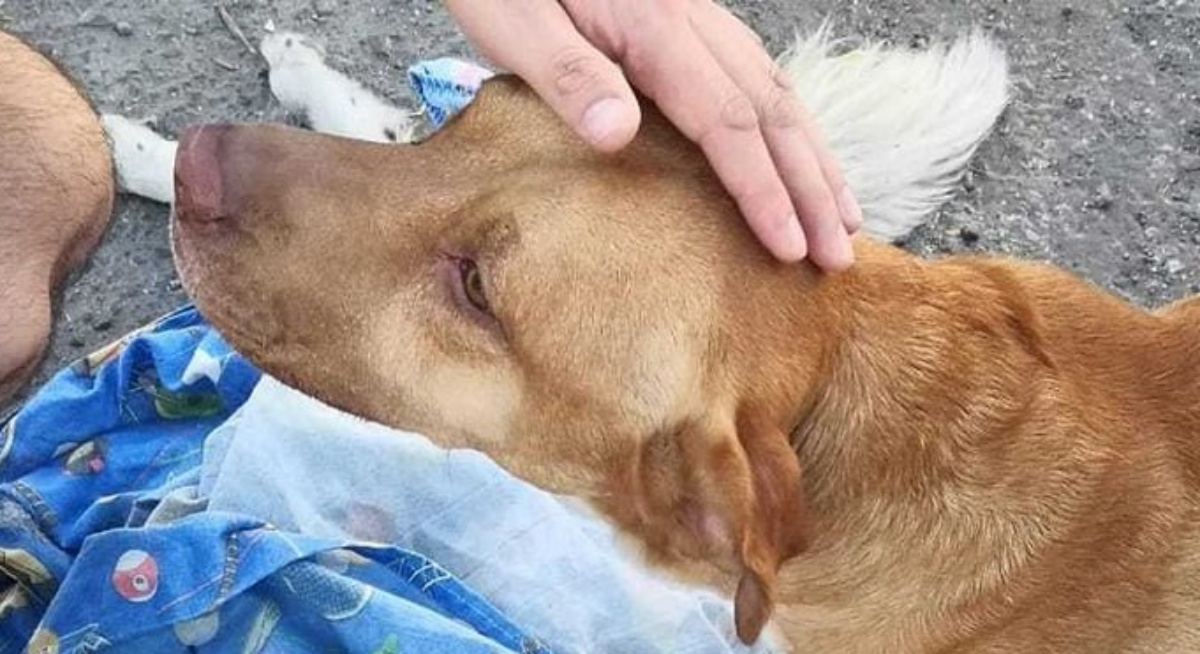 Dopo aver perso il suo amico in un incidente, il cane ha continuato a vegliarlo
