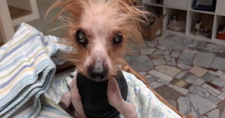 Cucciolo di 10 anni, portato per l'eutanasia dal veterinario che non se la sente e chiede aiuto a una volontaria: la storia di Holly