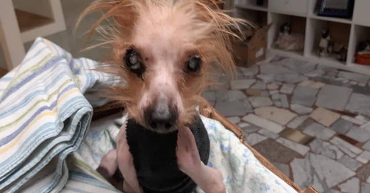 Cucciolo di 10 anni, portato per l’eutanasia dal veterinario che non se la sente e chiede aiuto a una volontaria: la storia di Holly