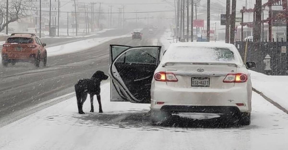 Il cane sembrava indeciso e la donna ha dovuto spingerlo. Le telecamere hanno ripreso tutta la scena
