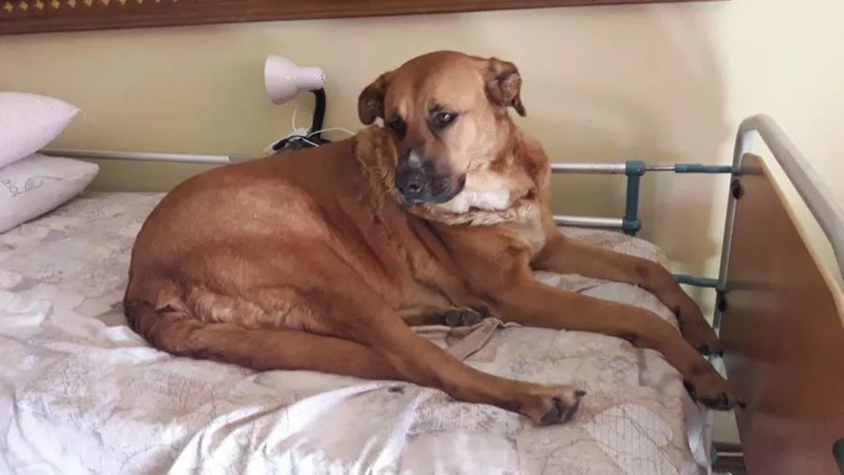 Si rifiuta di mangiare, di giocare o di fare qualsiasi altra cosa. Vuole solo stare su quel letto ad aspettarla, ma non sa che non tornerà mai più