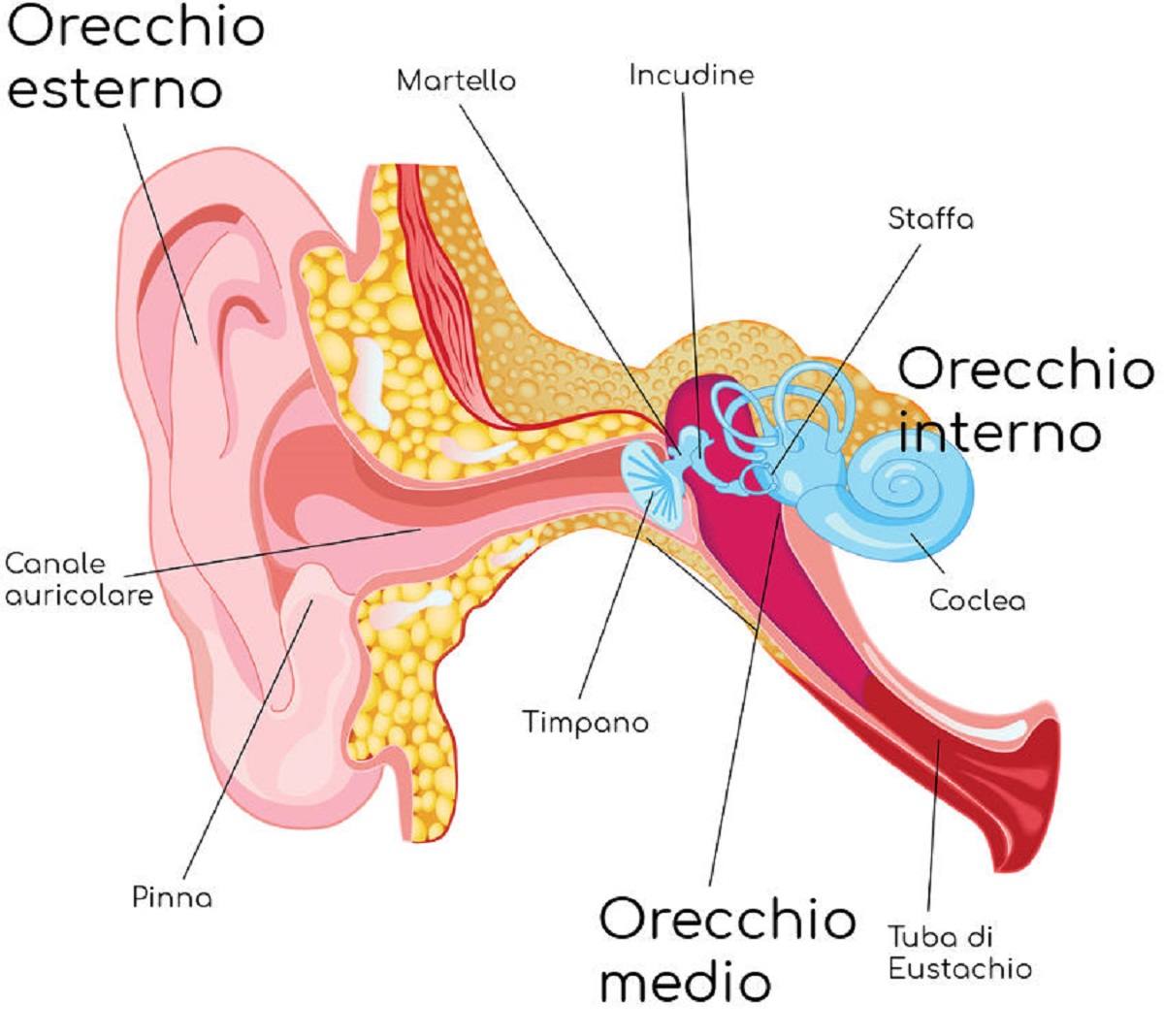 struttura interna orecchio