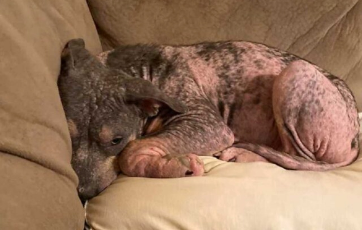 “Quando l’ho trovata, non sembrava nemmeno un cane. Ho trattenuto il respiro per 36 ore”