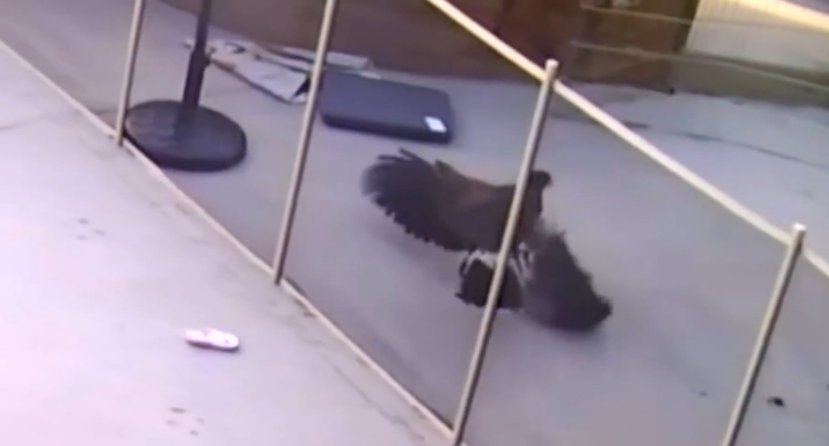L’enorme falco affamato aveva afferrato con gli artigli il suo cucciolo: la reazione della quindicenne