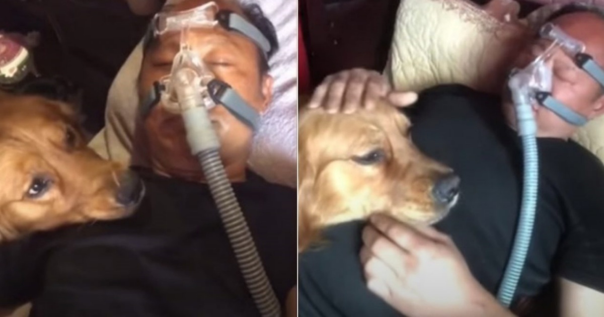 Mao Mao, il cane che non si separa mai dal suo papà e che lo veglia di notte, mentre è attaccato ad un respiratore