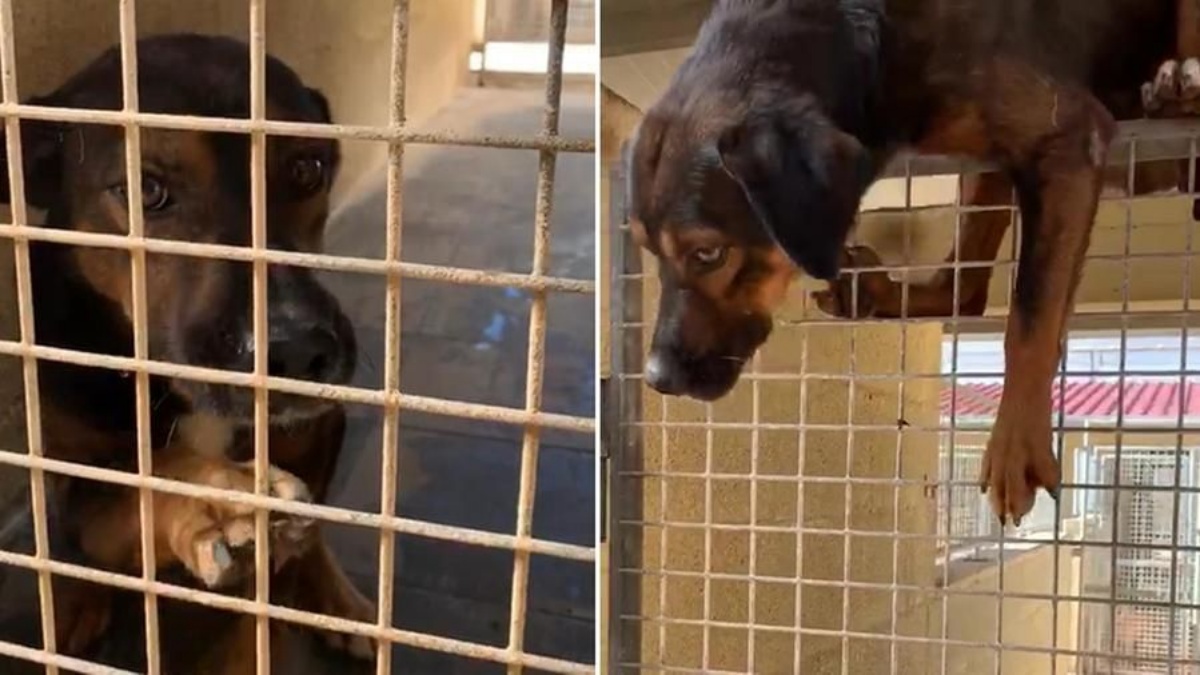 Lui è Martino, il cane che quando vede entrare qualcuno in canile, prende la rincorsa e scavalca il box. Dove si trova e qual è la sua storia