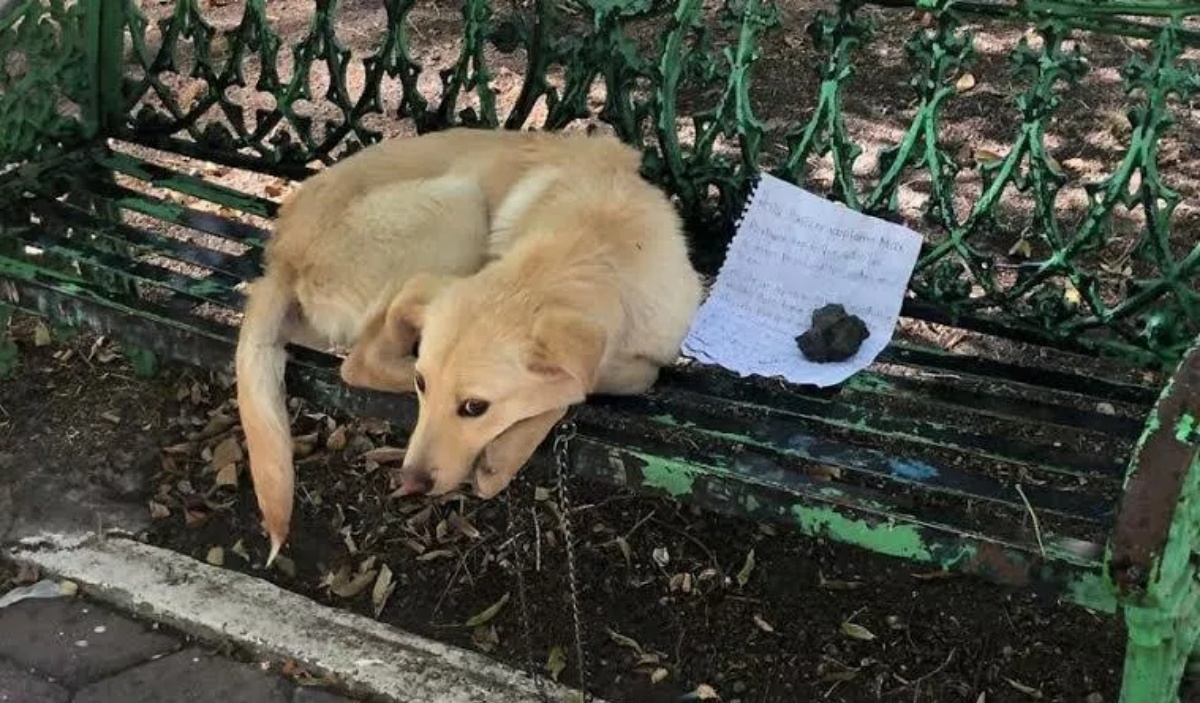 Vi ricordate di Max? Il cane lasciato su una panchina con quella straziante lettera di un bambino? Ecco che fine ha fatto