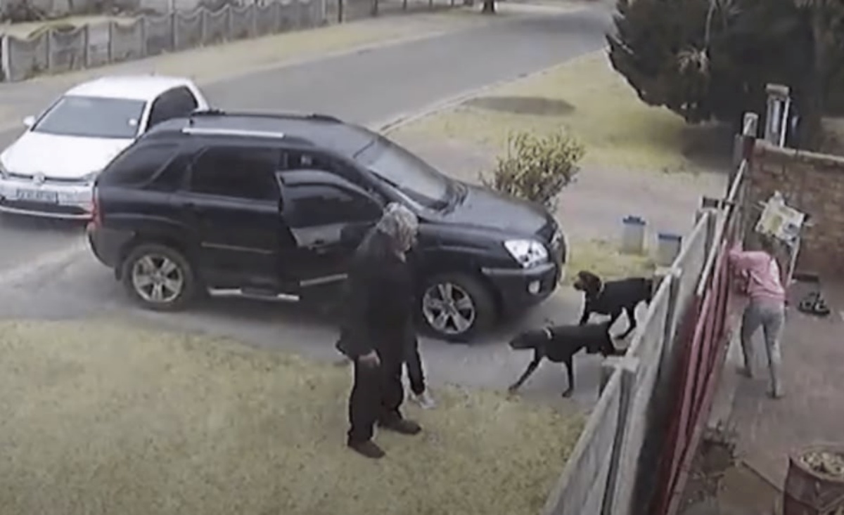 Ladri puntano una pistola alla testa del suo papà: la reazione di questo cane ha commosso il web