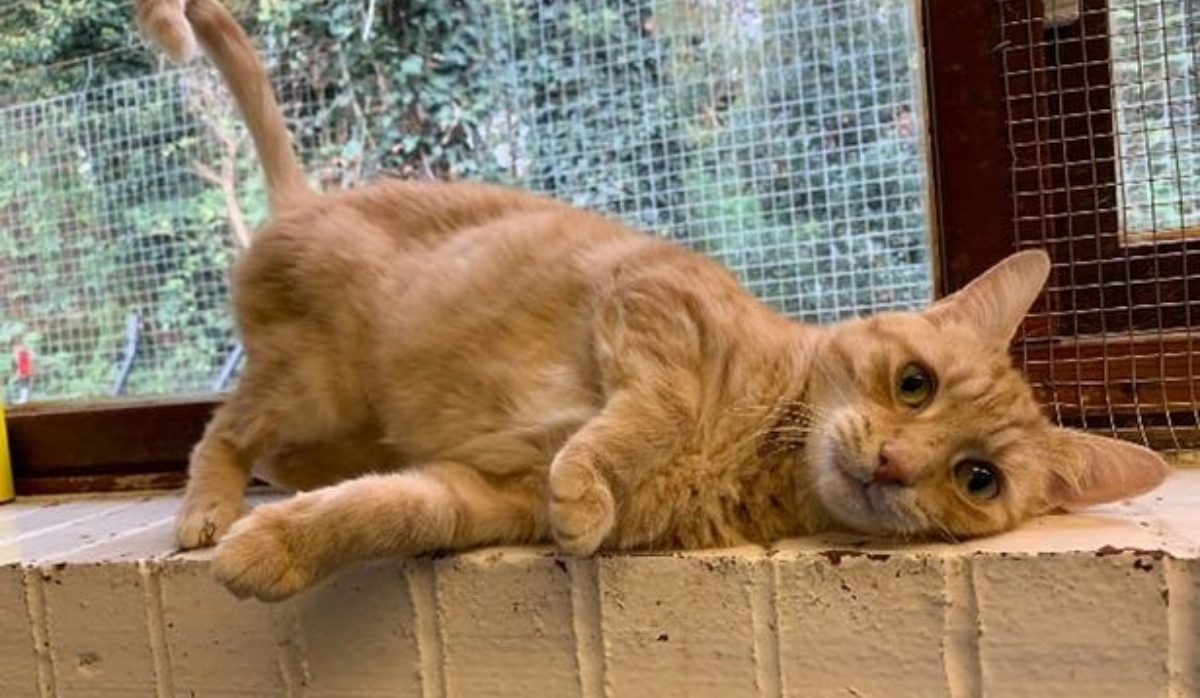 Lo chiamano il “gatto non voluto”. Chiunque lo ha adottato, lo ha poi riportato indietro. Ora i volontari hanno capito il perché