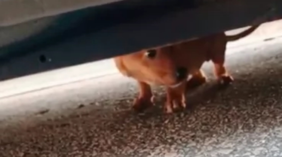 Il salvataggio di Peanut