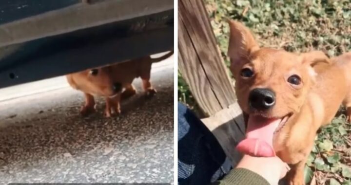 Il salvataggio di Peanut